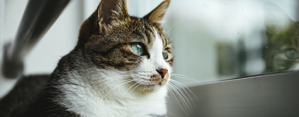 解離の神経科学的な基盤①得体のしれない身体症状や視覚症状の正体とは？転換性障害における身体感覚の変容、解離における視覚処理、視覚的解離体験