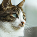 解離の神経科学的な基盤①得体のしれない身体症状や視覚症状の正体とは？転換性障害における身体感覚の変容、解離における視覚処理、視覚的解離体験