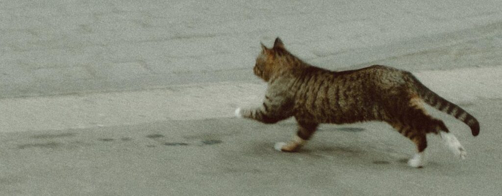 解離の神経科学的な基盤②解離型PTSD、DID、BPDの解離はそれぞれどう違う？防衛カスケードモデルと恐怖反応・情動処理