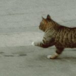 解離の神経科学的な基盤②解離型PTSD、DID、BPDの解離はそれぞれどう違う？防衛カスケードモデルと恐怖反応・情動処理