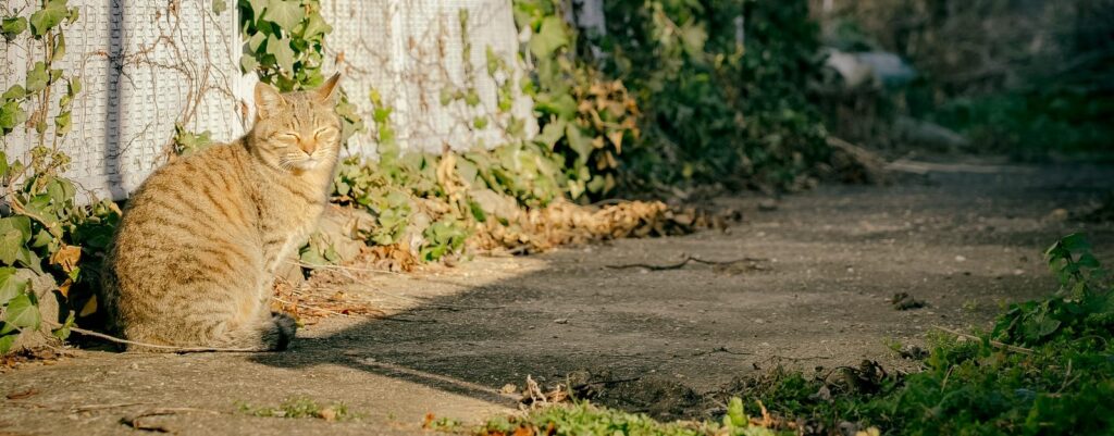 解離の神経科学的な基盤③なぜ記憶がバラバラになる？トラウマ的な状況における記憶処理と愛着、海馬の変容