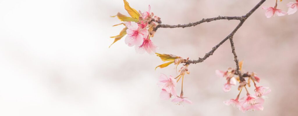 離人感・現実感消失②なぜ人格によって経験する頻度が異なる？構造的解離理論から見る、DID・健忘・アイデンティティの混乱と、離人感・現実感消失との関係性