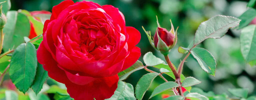 離人感・現実感消失③不思議の国のアリス症候群とは？非トラウマ由来の離人感と現実感消失