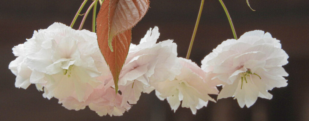 離人感・現実感消失④解離症状でどんな二次障害が生じる？機能障害、NSSI（非自殺性自傷）と離人感・現実感消失