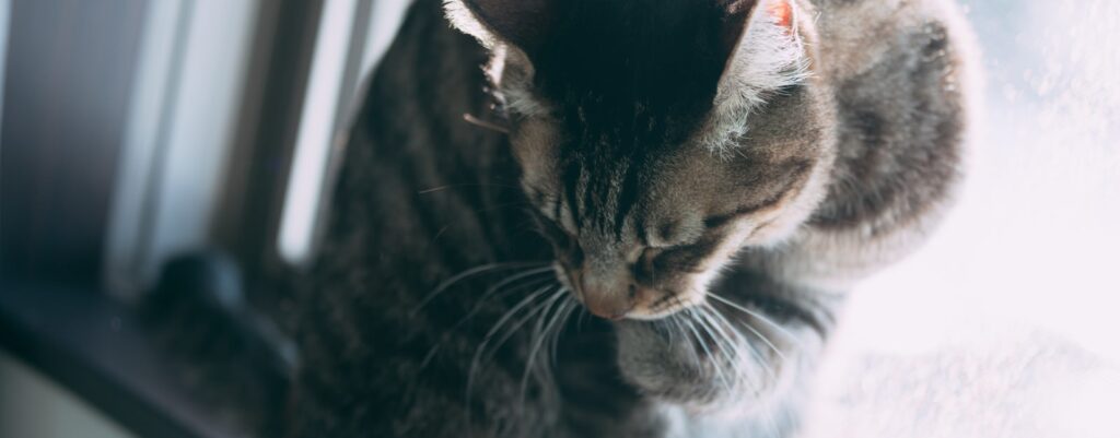 解離傾向はどのように生まれる？愛着（アタッチメント）スタイルと解離の関係性