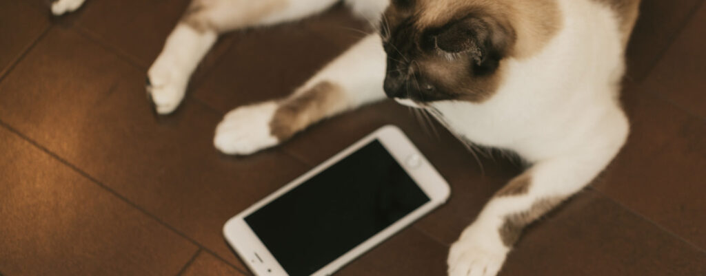 不安定型の愛着がSNS依存を促進する？愛着スタイルとSNS依存の関係性、動的成熟モデル