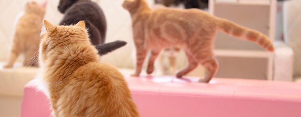 トラウマや危険予測・対処の観点から、大人における愛着を考えてみる―動的成熟モデル―