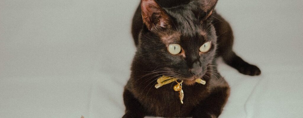 ロリィタは幼少期のトラウマと関連するのか？―オルタナティブ・カルチャーとメンタルヘルス―